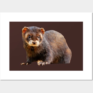 Ferret Posters and Art